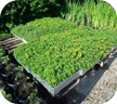 Green Roofing System
